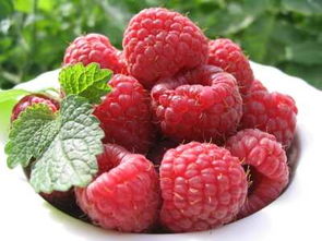 南北佳果，四季甜蜜 双季树莓与北冰红葡萄新鲜上市